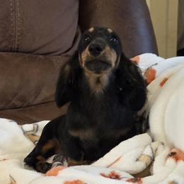 Champion lines Blk Tan Girl - Black and tan female Dachshund puppy in Newalla, Oklahoma from Roughstock Border Collies and Dachshunds