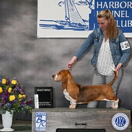 Norma Jean - Basset Hound