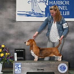 Norma Jean - Basset Hound
