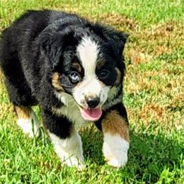 Miniature American Shepherd puppies from Donna baumann