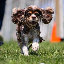 Cockapoos, Cocker Spaniels, and Poodles from The Cocker Cingdom