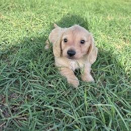 Max - Cream male Dachshund puppy in Hawley, Texas from Little e Dachshunds