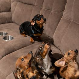 Dachshunds from Dachshunds on the Hill