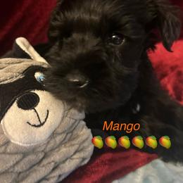 (Mango) Male 1 - Black male Miniature Schnauzer puppy in Granville, Ohio from Shull Mini Schnauzers