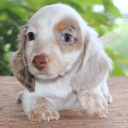 Mavis Purebred DNA Tested Parents Health Certified Family Raised Chocolate Dapple Piebald Female - Dapple female Dachshund puppy in Haines City, Florida from Divine Poodle Paradise Standard Poodles & Divine Dachshunds