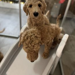 Goldendoodle Puppies from Summer Sun Doodles