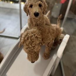Goldendoodle Puppies from Summer Sun Doodles