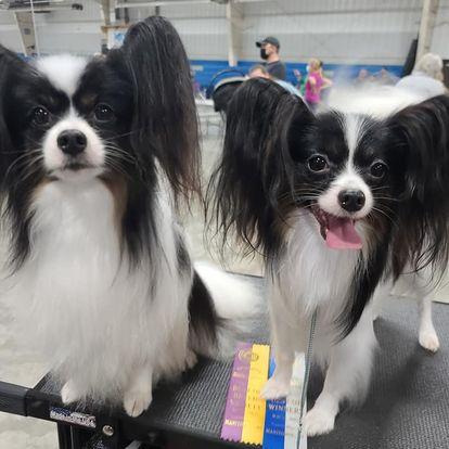 Kim Sheahan's Papillons in Illinois | Papillon puppies | Good Dog