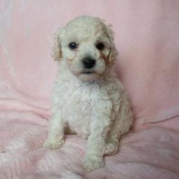 Lacy - White female Poodle puppy in Blanch, North Carolina from Faithful Hearts Kennel