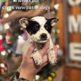 Boy 2 - Blue mottled male Australian Cattle Dog puppy in Monroe, North Carolina from Creek View Cattle Dogs