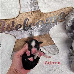 Adora - Black and white female Tibetan Terrier puppy in Dorena, Oregon from Angel Tibetans Of Oregon