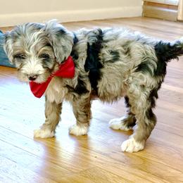 Chile - Blue merle male Bernedoodle puppy in Roy, Utah from Doodles are Amazing