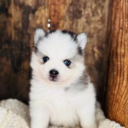 Charming - Black and white male Pomsky puppy in Grass Valley, California from Karalot Pomskies