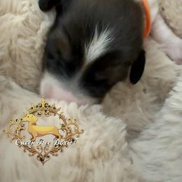 Dachshund Puppies from Queen Bee Doxies