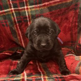Purple Girl - Black female Labrador Retriever puppy in Pennsylvania from David Knott's Labrador Retrievers