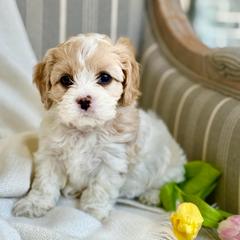 Willow - Blenheim female Cavachon puppy in Draper, Utah from Cavachon Love Chocolate Cavaliers, Cavaliers, Cavachon’s, Cavapoos