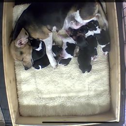 Pocket Beagle Male - Black tan and white male Beagle puppy in Gentry, Arkansas from HC Puppy Ranch