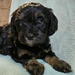 Beauty - Tri-color female Cavapoo puppy in Underwood, Minnesota from Tru Cuddle Pups
