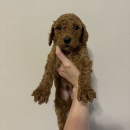 Poodle Puppies from Lady Mae's Standard Poodles