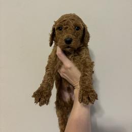 Poodle Puppies from Lady Mae's Standard Poodles