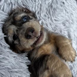 Dachshund Puppies from Cortney Hart