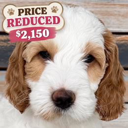 Lucy - Cream female Goldendoodle puppy in Frostproof, Florida from Lover Dover Doodles
