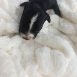 Maggie - female Golden Mountain Doodle puppy in Palestine, Texas from KK's Doodle Bunch