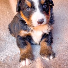 Bernedoodle, Bernese Mountain Dog, and Siberian Husky Puppies from Timberline Paws