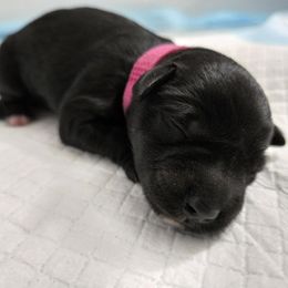 Girl 1 - female Miniature Schnauzer puppy in Hurst, Texas from SSPuppy - Sophisticated Schnauzers