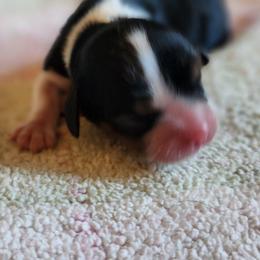 Girl 1 - Tri-color female Cavalier King Charles Spaniel puppy in Albany, Oregon from Hit Parade Cavaliers