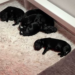 Boy 3 - Black Flat-Coated Retriever puppy in Rogers, Minnesota from Blixthalka Flat-Coated Retrievers