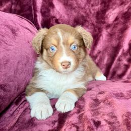 Daphne - Red tri-color female Australian Shepherd puppy in Blomkest, Minnesota from Meljestic Farms