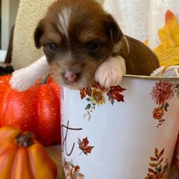 Yorkshire Terrier Puppies from WiseGuys Love Yorkies