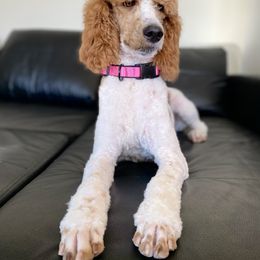 Lady - Goldendoodle