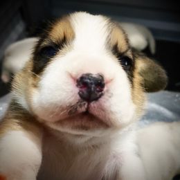 Beagle and German Shepherd Puppies from Synastry Beagles