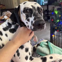Pepper - Dalmatian