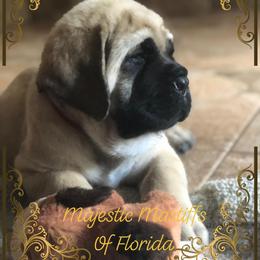 Mastiff Puppies from Majestic Mastiffs of Florida