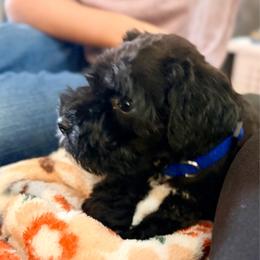 Blue - Black male Miniature Schnauzer puppy in Sparta, North Carolina from New River Miniature Schnauzers