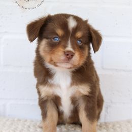 Mars - Red tri male Toy Australian Shepherd puppy in Charlestown, Indiana from Hydden Aussies