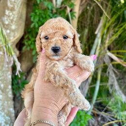 Felix - Apricot male Goldendoodle puppy in Fort Myers, Florida from Daisy Doodles LLC