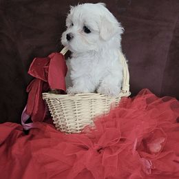 Gaia - White female Maltese puppy in Piscataway, New Jersey from Norma T.'s Maltese