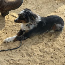 Tex - Toy Australian Shepherd