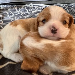 Puppy 1 - Blenheim male Cavalier King Charles Spaniel puppy in Kalama, Washington from Beautiful Cavaliers