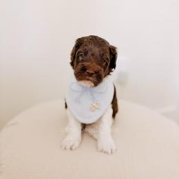 Toasty - Chocolate male Goldendoodle puppy in Syracuse, Indiana from The Doodle Cove