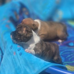 Girl 3 brindle - Brindle and white female Staffordshire Bull Terrier puppy in Brandon, Florida from Angels & Myths