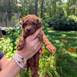 Boy 3 - Red male Cavapoo puppy in Mc Donough, Georgia from GeorgiaCavapoos