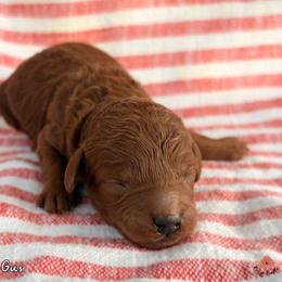 Gus - Red  male Poodle puppy in Florida from Rouge Poodles