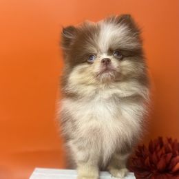 Prince - Chocolate merle Pomeranian puppy in Brentwood, California from Royalpawpoms