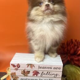 Prince - Chocolate merle Pomeranian puppy in Brentwood, California from Royalpawpoms