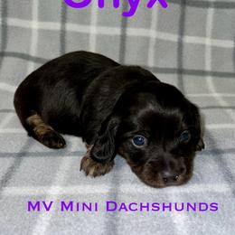 Onyx - Black and tan female Dachshund puppy in Carlsbad, Texas from MV Mini Dachshunds